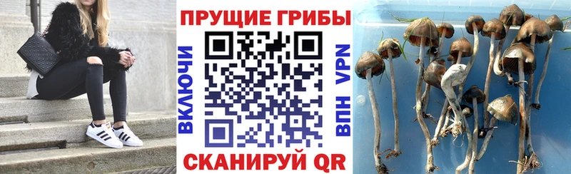 Купить  Боготол  Псилоцибиновые грибы мицелий 